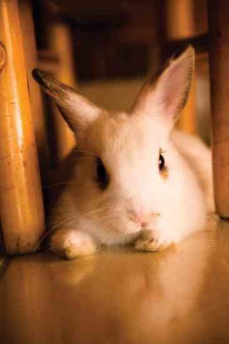 Enjoying Your Rabbits as Pets